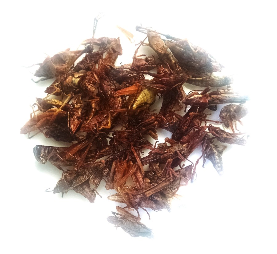 Bug-Vivant-buy-chapulines