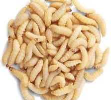 buy-edible-waxworms